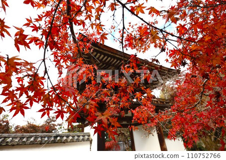 長岳寺秋葉 110752766