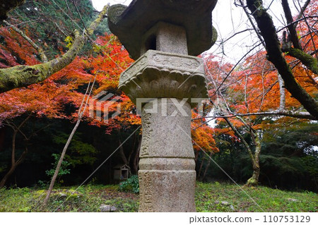 Chogakuji autumn leaves Chogakuji autumn leaves 110753129