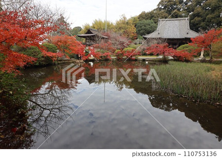 Chogakuji autumn leaves Chogakuji autumn leaves 110753136