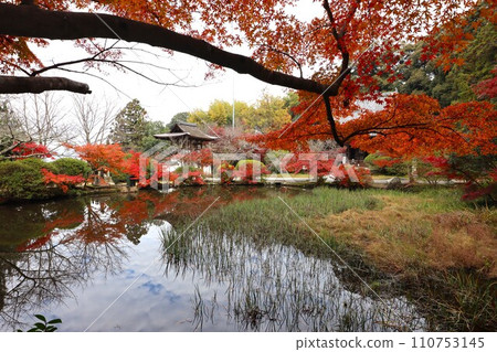 Chogakuji autumn leaves Chogakuji autumn leaves 110753145