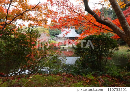 Chogakuji autumn leaves Chogakuji autumn leaves 110753201