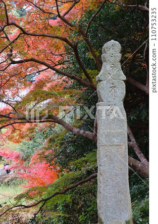 Chogakuji autumn leaves Chogakuji autumn leaves 110753235