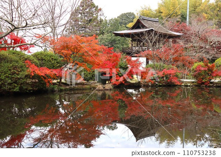 Chogakuji autumn leaves Chogakuji autumn leaves 110753238