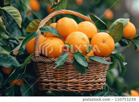 an image of a basket with oranges in it an image of a basket with oranges in it 110753239