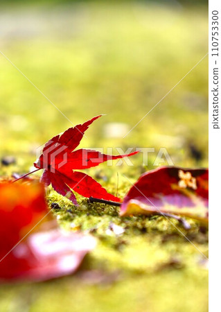 長岳寺秋葉 長岳寺秋葉 110753300