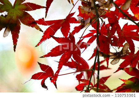 長岳寺秋葉 110753301