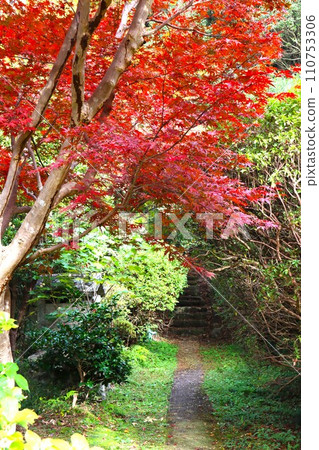 Chogakuji autumn leaves Chogakuji autumn leaves 110753306