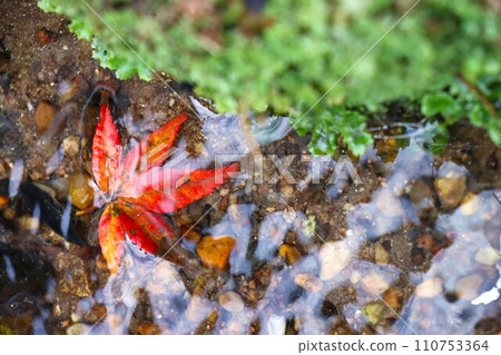 Chogakuji autumn leaves Chogakuji autumn leaves 110753364
