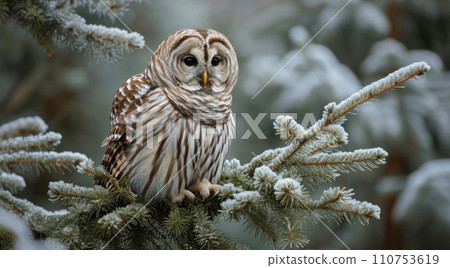 a spruce barred owl is perched on a pine tree branch a spruce barred owl is perched on a pine tree branch 110753619