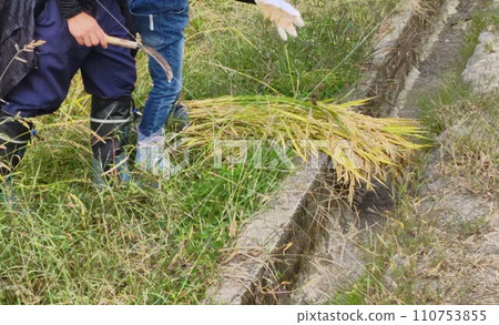 Harvesting rice experience Harvesting rice experience 110753855