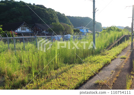 JR九州，從高橋站（佐世保線）到佐賀站（長崎本線）的車窗景色（上午） 110754111