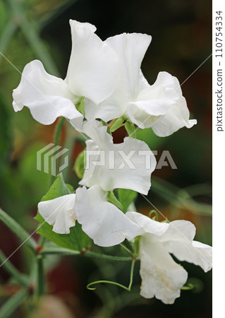 White sweet pea flowers in close up 110754334