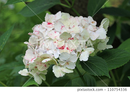 White mophead Hydrangea flowers in close up White mophead Hydrangea flowers in close up 110754336