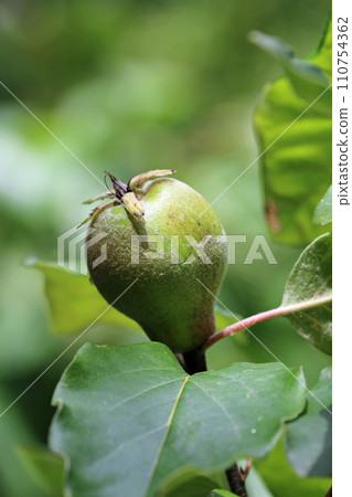 Green quince fruit on a tree in close up 110754362