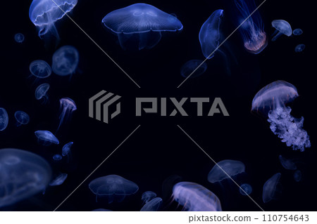Beautiful jellyfish floating in the aquarium on the black background 110754643