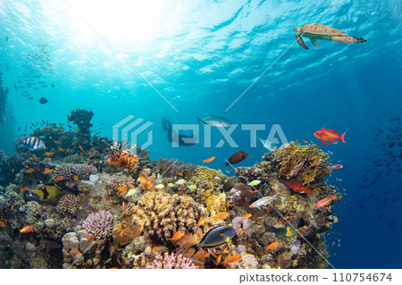 Underwater Tropical Corals Reef with colorful sea fish. Marine life sea world. Tropical colourful underwater seascape. 110754674