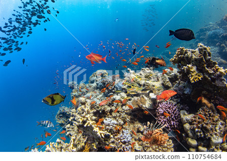 Underwater Tropical Corals Reef with colorful sea fish. Marine life sea world. Tropical colourful underwater seascape. 110754684