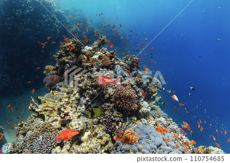 Underwater Tropical Corals Reef with colorful sea fish. Marine life sea world. Tropical colourful underwater seascape. 110754685