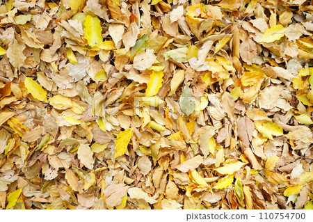 Yellow fallen leaves Yellow fallen leaves 110754700