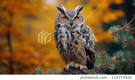 the owl is perched on a branch of pine trees the owl is perched on a branch of pine trees 110754926