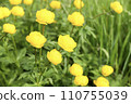 Flowering group of Trollius globeflower or globe flower at meadow. Yellow wild flowers in the garden Flowering group of Trollius globeflower or globe flower at meadow. Yellow wild flowers in the garden 110755039