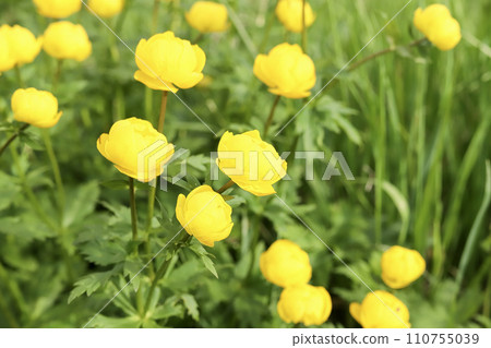 Flowering group of Trollius globeflower or globe flower at meadow. Yellow wild flowers in the garden Flowering group of Trollius globeflower or globe flower at meadow. Yellow wild flowers in the garden 110755039