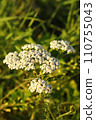 Yarrow plant Milfoil flowering in the grass. White wild flowers. Medical herb Achillea millefolium. Yarrow plant Milfoil flowering in the grass. White wild flowers. Medical herb Achillea millefolium. 110755043