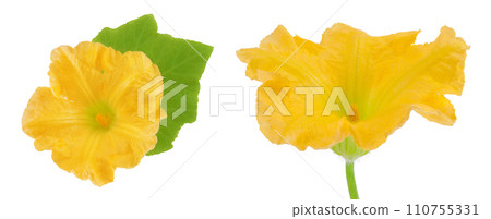 Yellow pumpkin or zucchini flower isolated on a white background. 110755331