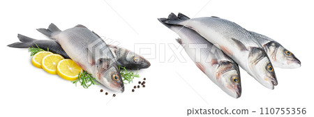 Sea bass fich isolated on white background with full depth of field. 110755356