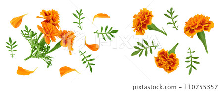 fresh marigold or tagetes erecta flower isolated on white background with full depth of field. Top view. Flat lay 110755357