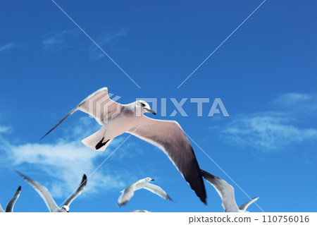 Selective focus of big white sea gulls on blue sky background Dominican Republic Selective focus of big white sea gulls on blue sky background Dominican Republic 110756016