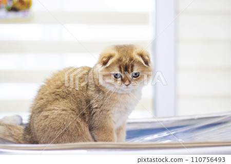 Scottish fold kitten closeup portrait at home Scottish fold kitten closeup portrait at home 110756493