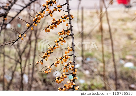 Orange buckthorn berries on a bare branch Orange buckthorn berries on a bare branch 110756533