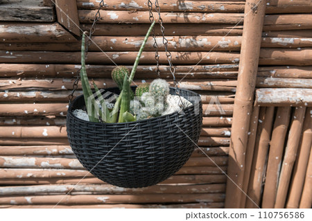cactus in pot on hanging basket show on bamboo wall 110756586