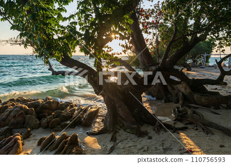 tree by coast with motion wave at sunrise in Ko Man Klang, Rayong 110756593