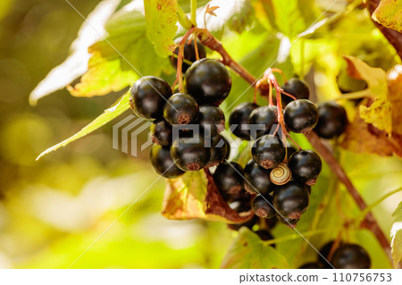 Close-up of ripe black currant on the branch. 110756753