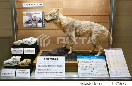 Japanese wolf stuffed animal, only 4 in the world Japanese wolf stuffed animal, only 4 in the world 110756871