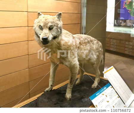 Japanese wolf stuffed animal, only 4 in the world Japanese wolf stuffed animal, only 4 in the world 110756872