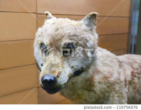 Japanese wolf stuffed animal, only 4 in the world 110756876
