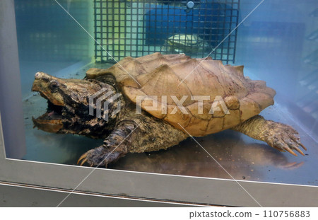 A snake turtle 110756883