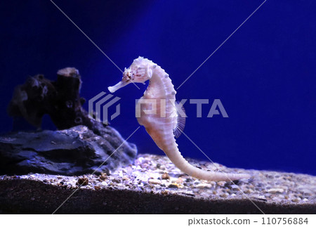 Seahorse postcard size 110756884