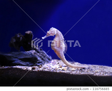 Seahorse 110756885