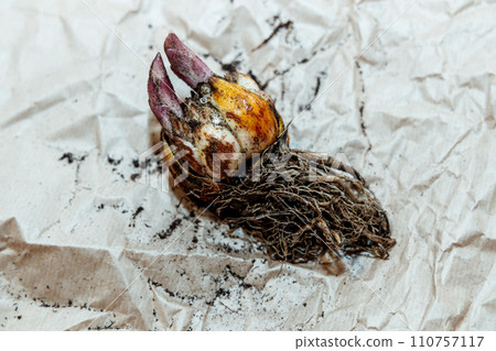 lily bulb with a new sprout 110757117