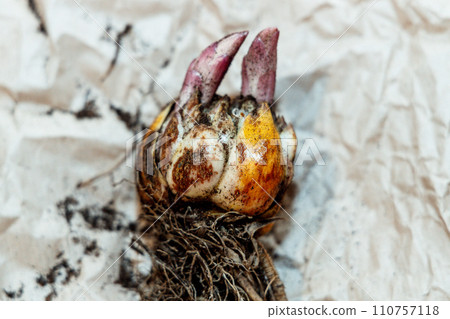 lily bulb with a new sprout lily bulb with a new sprout 110757118