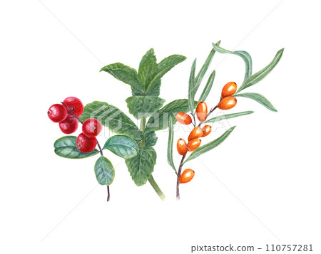 Composition with sea buckthorn berries, lingonberry, mint plant. Branches of berries and aromatic herb. Watercolor illustration for label, logo, cosmetic design Composition with sea buckthorn berries, lingonberry, mint plant. Branches of berries and aromatic herb. Watercolor illustration for label, logo, cosmetic design 110757281