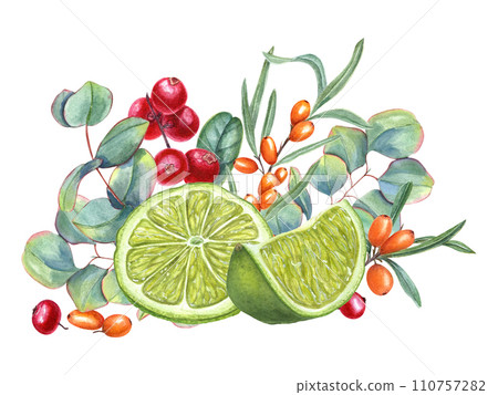 Lime, sea buckthorn, lingonberry and eucalyptus branch. Forest, garden berries, citrus slices and leaves. Cowberry, sandthorn, silver dollar plant. Watercolor illustration. For label, cosmetic design Lime, sea buckthorn, lingonberry and eucalyptus branch. Forest, garden berries, citrus slices and leaves. Cowberry, sandthorn, silver dollar plant. Watercolor illustration. For label, cosmetic design 110757282