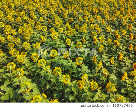 Sunflower flowers in the field, top view. Sunflower flowers in the field, top view. 110757496