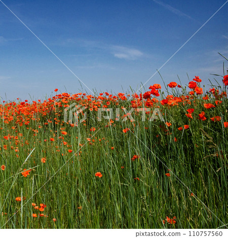 A sunny day illuminates a field dotted with red flowers, showcasing natures beauty. 110757560