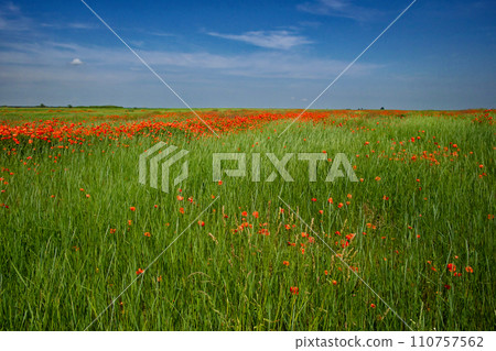 Poppies and grass fill the landscape, a clear sky above. 110757562