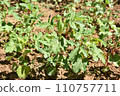 okra plant in garden, healthy organic agriculture 110757711